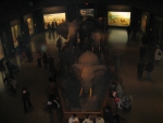 Elephants at the Museum of Natural History